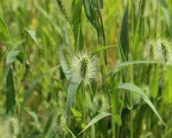 Image result for Setaria viridis