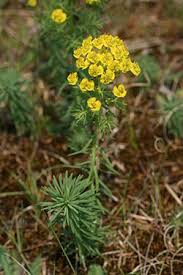 Image result for Euphorbia epicyparissias