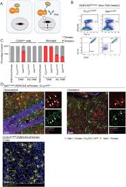 Cell senescence is a state of permanent cell cycle arrest that was initially defined for cells grown in cell culture. Comparative Analysis Of Creer Transgenic Mice For The Study Of Brain Macrophages A Case Study Biorxiv