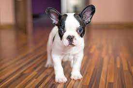 Wie lange dauert es bis eine französische bulldogge stubenrein ist? Franzosische Bulldogge Wachstum Grosse Und Gewicht Mit Tabellen