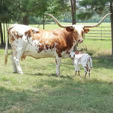 Beautiful Longhorn With Her New Calf Longhorn Cattle Animals Beautiful Longhorn Cow