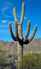 Desert Biome Biomes Desert Plants