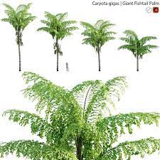 Caryota Gigas Palm 01 Modelo 3d Turbosquid 1782503