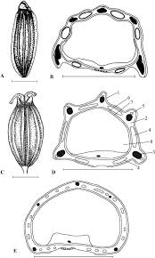 Image result for Afroligusticum
