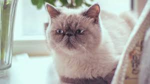 ‪Top 10 Most Popular Cat Breeds In the U.S | Shorthair, Sphynx & More‬‏