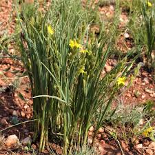 Image result for Hypoxis nyasica