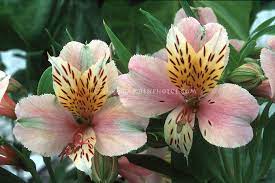 Alstroemeria Diana Princess Of Wales Summer Flowering Bulb Peruvian Lilies Alstroemeria Flower Stock Photography