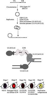 ميزة الهربس البسيط هي أنه يمكن أن تكون مخبأة في الجسم لفترة طويلة. Replication And Recombination Of Herpes Simplex Virus Dna Journal Of Biological Chemistry