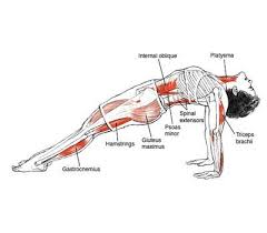 Pin By Fit Here On Fit Yoga Anatomy Yoga Muscles Asana Yoga Poses