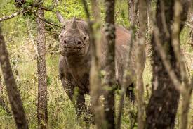 Eswatini (swaziland) is located in southern africa, and is bordered by south africa in 2018, king mswati iii declared that the country's name be changed from swaziland to the kingdom of eswatini. 14 Things To Do In Eswatini Swaziland Atlas Boots