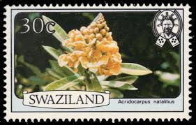 Image result for Acridocarpus natalitius