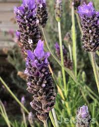 Image result for Lavandula dentata