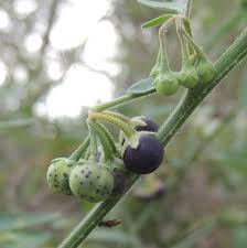 Image result for Solanum chenopodioides