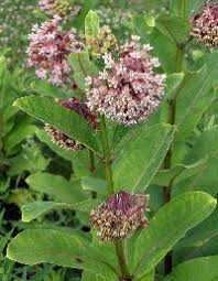 Image result for Aspidoglossum glabellum