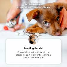 71 watch dogs 2 wallpapers. On National Puppy Day Pet Supermarket Celebrates These 5 First Year Milestones For Dogs Who Found Homes During The Pandemic Boca Raton S Most Reliable News Source Boca Raton S Most Reliable News Source