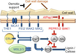 Generally, the plant cell wall can be divided into three major layers: Plant Cell Wall Integrity Maintenance And Pattern Triggered Immunity Modulate Jointly Plant Stress Responses In Arabidopsis Thaliana Biorxiv
