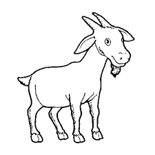 Hasil qurban pun akan diberikan kepada masyarakat yang membutuhkan. 62 Gambar Hewan Kambing Hitam Putih Hd Terbaik Gambar Hewan