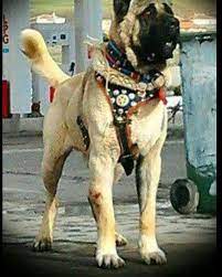 i pinimg com 736x c3 30 50 c330504236950944abd3