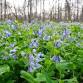 O’Hara Woods Nature Preserve Workday event image