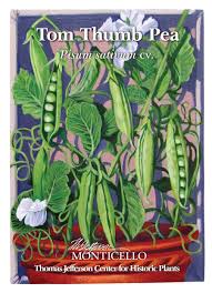 Image result for Pisum sativum