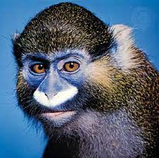 The Moustached Monkey Cercopithecus Cephus Is A Species Of Guenon Animals Beautiful Unusual Animals Wild Animals Photos
