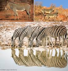 Where are zebras generally found?. Zebra Africa Geographic