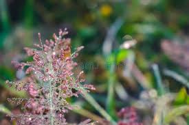 Image result for Isachne mauritiana