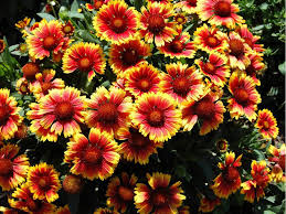 Flowers that attract bees ontario. Mark Cullen Six Favourite Plants To Attract Butterflies Ottawa Citizen