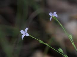 Image result for Kohautia confusa