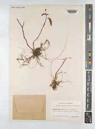 Image result for Calvoa