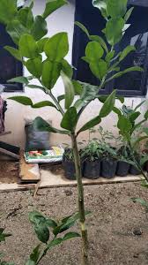 Contohnya ialah pokok mangga dan limau kasturi. Tut Tanaman Cara Paling Mudah Boleh Buat Begini Langkahnya Keluarga