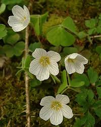 Image result for Oxalis anthelmintica