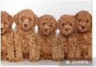 Poodle (Toy) Dog Breed Information - American Kennel Club
