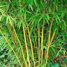 The golden goddess bamboo is a clumping cultivar is a great residential landscaping plant, that will add an amazing golden color year round. Golden Bamboo Golden Bamboo Fast Growing Trees Golden Bamboo Plant