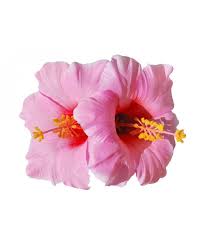 Vogue charm women ladies silk orchid flower hair clip wedding party hair access. Double Hawaiian Hibiscus Flower Hair Clip Pink Pink Co11sylt6j5