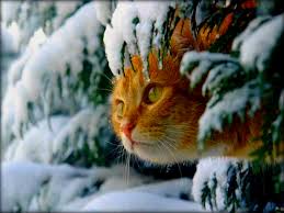 Bildergebnis für wallpaper katzen