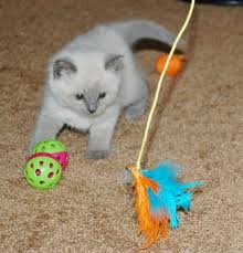 Feder Katzenangel Balle Katze Katzenspielzeug Selber Basteln Katzen Spielzeug Katzenspielzeug