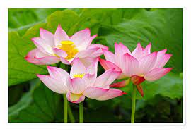 With a very relaxing aroma, you can sit back and and chill out to some of the most potent the flowers open in the morning and close in late afternoon. Three Indian Lotus Flowers Posters And Prints Posterlounge Co Uk