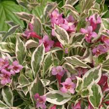 Maybe you would like to learn more about one of these? My Monet Weigela Florida Proven Winners