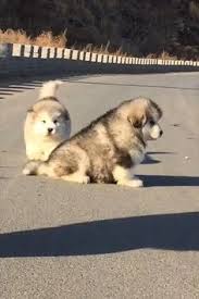 Washington alaskan malamute adoption league. Zefapereira Zefapereira23 Profile Pinterest