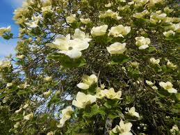 Dogwoods include a large group of flowering woody trees and shrubs within the genus cornus. Canada S Dogwood Tree Garden Variety Life