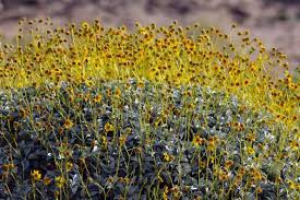 Image result for Embelia multiflora