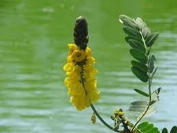 Image result for Senna didymobotrya