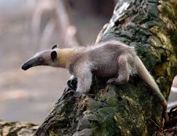Baby Anteater On Tree South East Costa Rica Rainforest South Africa Wildlife Weird Animals Rainforest Animals