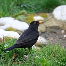 Vogel Erkennen Wer Frisst Denn Da Am Vogelhauschen Richtiggut De Einheimische Vogel Ausgestopftes Tier Vogel Erkennen