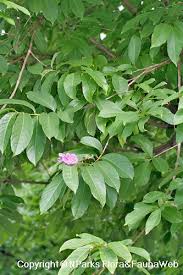 Image result for Lagerstroemia speciosa
