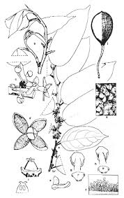 Image result for Strombosiopsis tetrandra