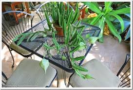 Image result for Stapelia gigantea