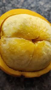 Image result for Garcinia volkensii