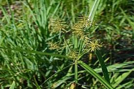 Kata mutiara kesabaran dan keikhlasan buat kamu yang sedang galau. 5 Rumput Ini Ternyata Miliki Khasiat Untuk Kesehatan Ada Ilalang Dan Rumput Teki Seputar Lampung